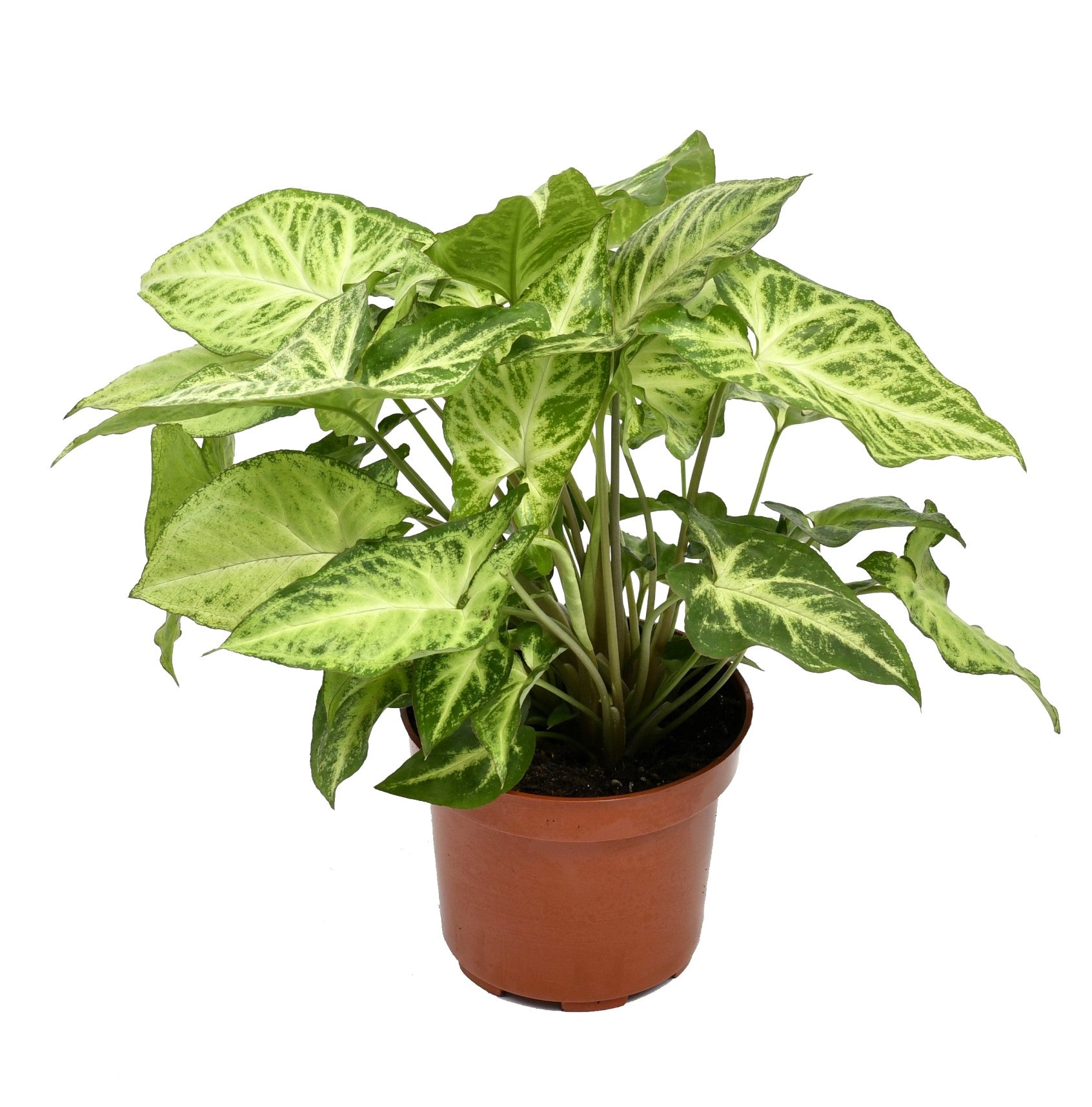 Ensemble de 5 plantes d'intérieur purificatrices d'air (1x Dracaena Compacta, 1x Ficus elastica Robusta, 1x Syngonium Arrow, 1x Spathiphyllum Korto, 1x Asplenium Antiquum) 25-45 cm