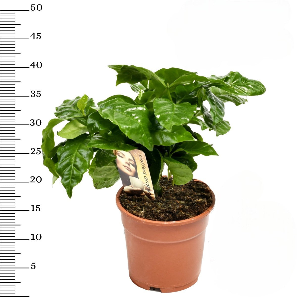 Mix de 4 Plantes tropicales d'intérieur (1x Musa Oriental Dwarf, 1x Chamadorea Elegans, 1x Dracaena Compacta, 1x Coffea Arabica) 25-50 cm
