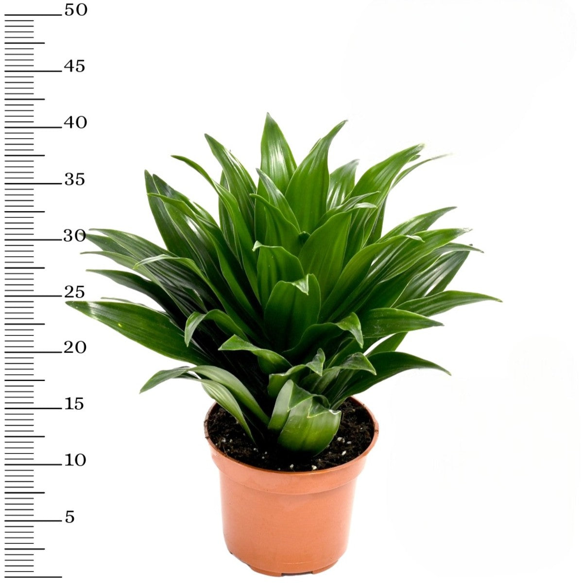 Mix de 4 Plantes tropicales d'intérieur (1x Musa Oriental Dwarf, 1x Chamadorea Elegans, 1x Dracaena Compacta, 1x Coffea Arabica) 25-50 cm