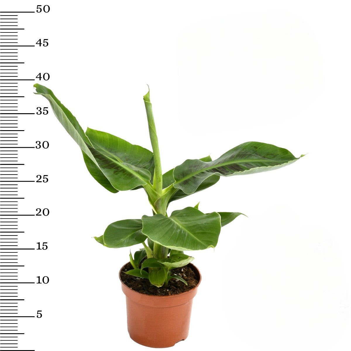 Mix de 4 Plantes tropicales d'intérieur (1x Musa Oriental Dwarf, 1x Chamadorea Elegans, 1x Dracaena Compacta, 1x Coffea Arabica) 25-50 cm