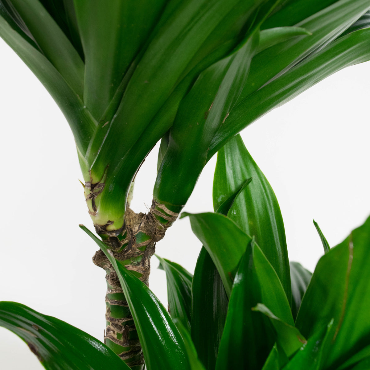 Mix de 4 Plantes tropicales d'intérieur (1x Musa Oriental Dwarf, 1x Chamadorea Elegans, 1x Dracaena Compacta, 1x Coffea Arabica) 25-50 cm