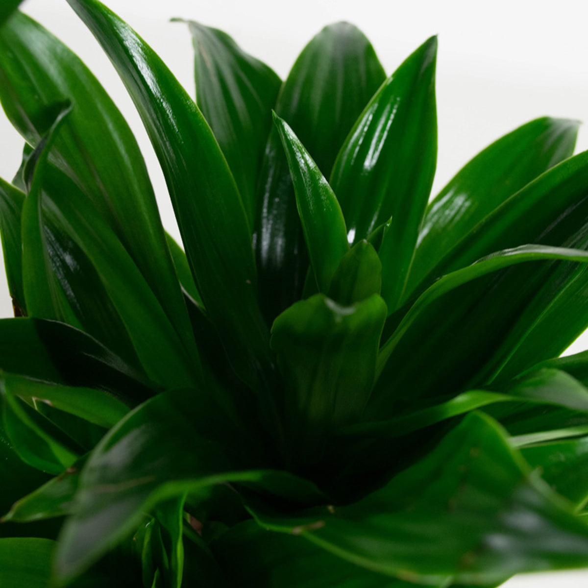 Mix de 4 Plantes tropicales d'intérieur (1x Musa Oriental Dwarf, 1x Chamadorea Elegans, 1x Dracaena Compacta, 1x Coffea Arabica) 25-50 cm