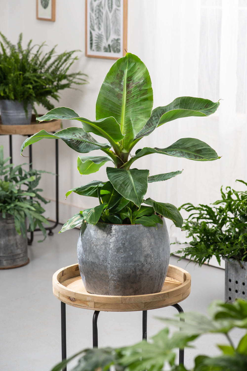Mix de 4 Plantes tropicales d'intérieur (1x Musa Oriental Dwarf, 1x Chamadorea Elegans, 1x Dracaena Compacta, 1x Coffea Arabica) 25-50 cm