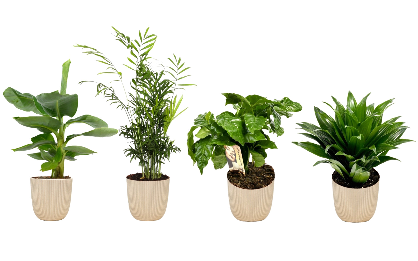 Mix de 4 Plantes tropicales d'intérieur (1x Musa Oriental Dwarf, 1x Chamadorea Elegans, 1x Dracaena Compacta, 1x Coffea Arabica) 25-50 cm