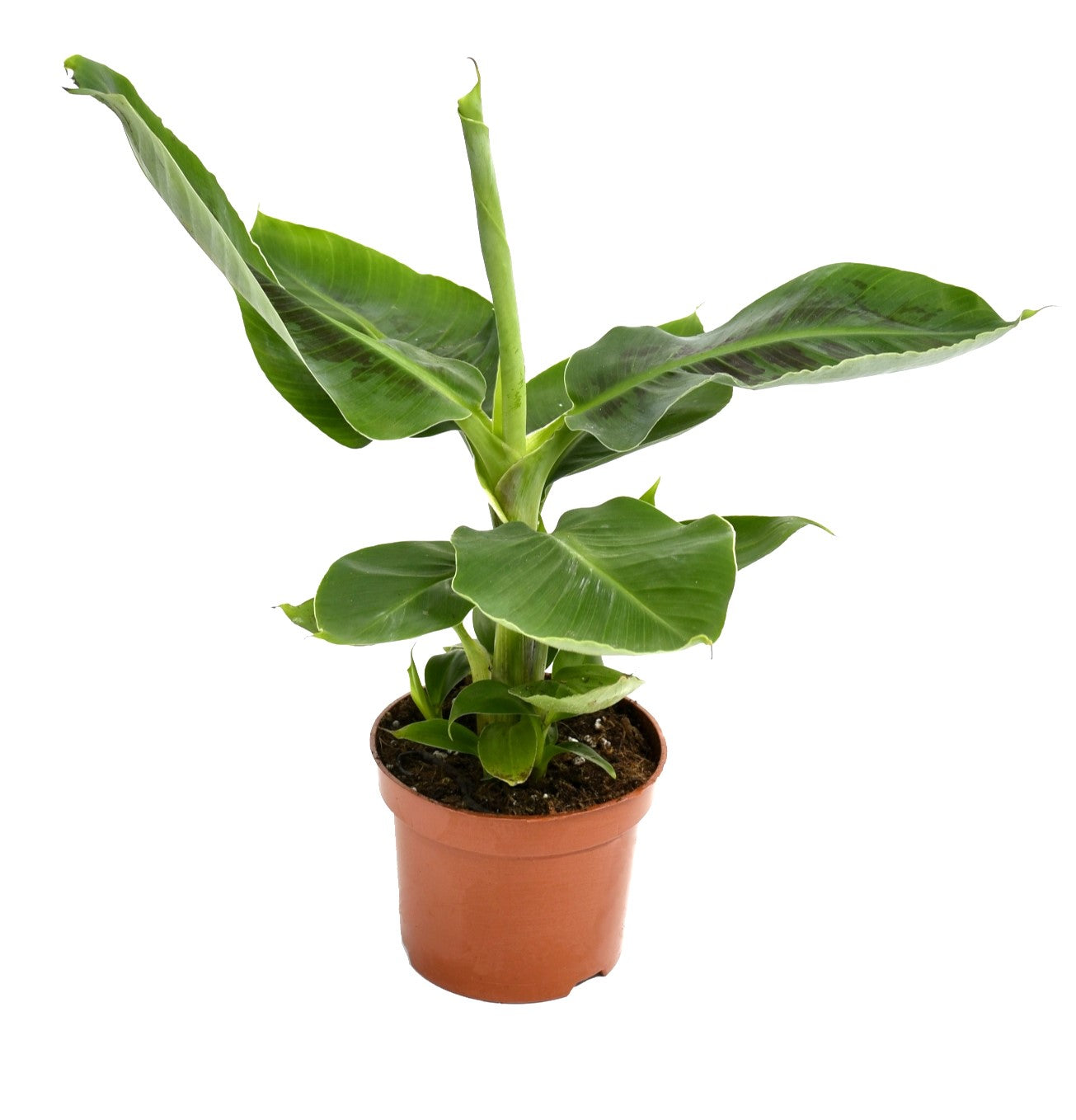 Mix de 4 Plantes tropicales d'intérieur (1x Musa Oriental Dwarf, 1x Chamadorea Elegans, 1x Dracaena Compacta, 1x Coffea Arabica) 25-50 cm