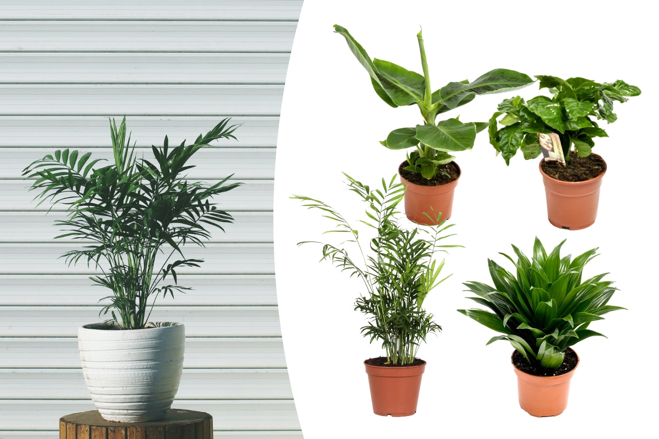Mix de 4 Plantes tropicales d'intérieur (1x Musa Oriental Dwarf, 1x Chamadorea Elegans, 1x Dracaena Compacta, 1x Coffea Arabica) 25-50 cm