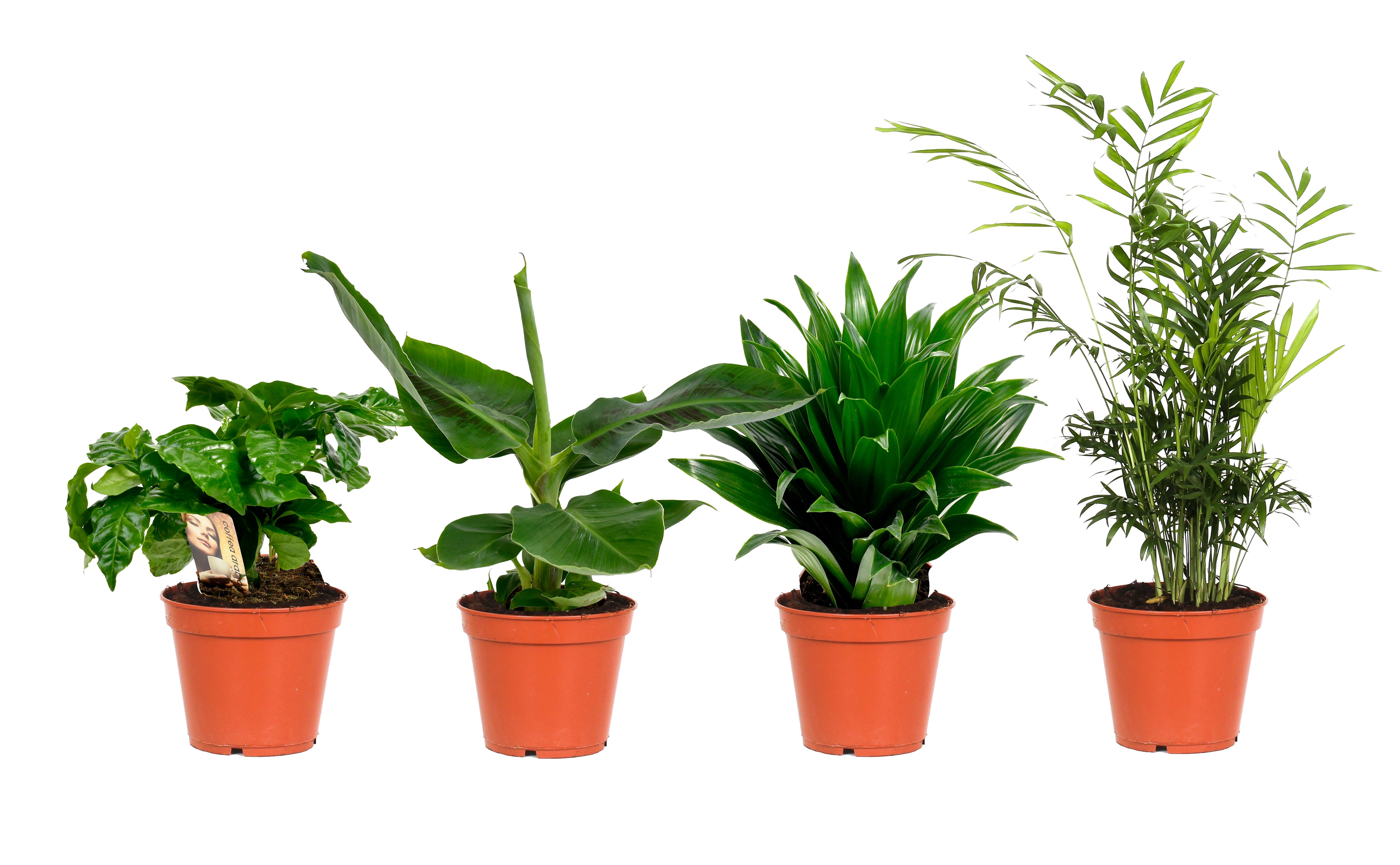 Mix de 4 Plantes tropicales d'intérieur (1x Musa Oriental Dwarf, 1x Chamadorea Elegans, 1x Dracaena Compacta, 1x Coffea Arabica) 25-50 cm