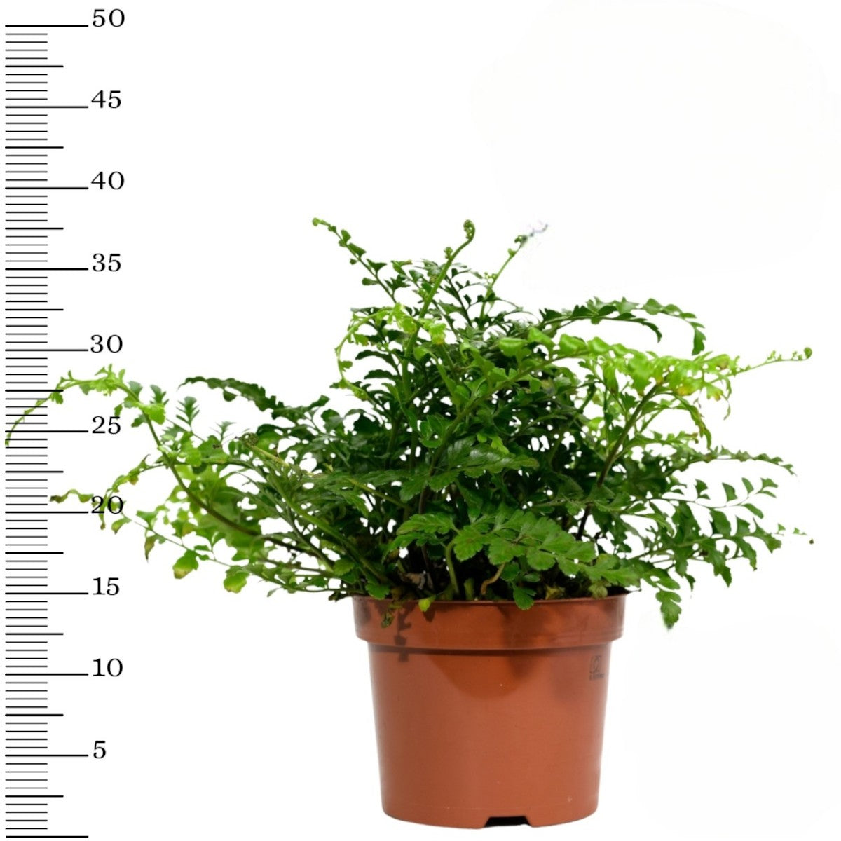 Ensemble de 4 plantes d'intérieur faciles d'entretien (1x Chlorophytum Variegatum, 1x Chamadorea Elegans, 1x Asplenium Parvati, 1x Ficus Kinky®) 30-45 cm