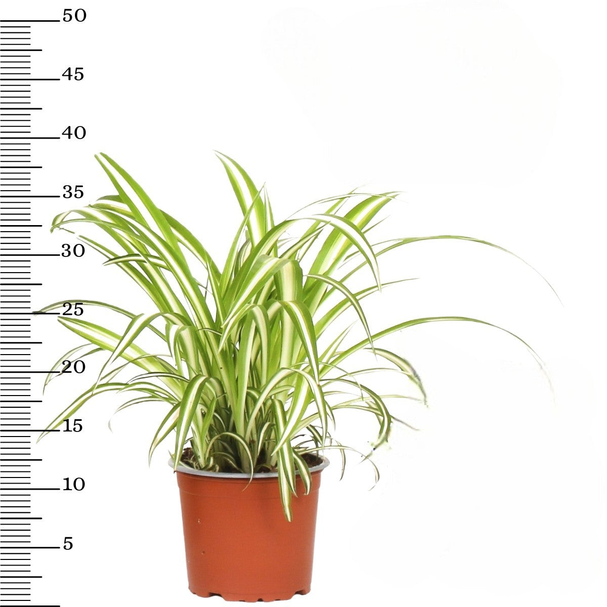 Ensemble de 4 plantes d'intérieur faciles d'entretien (1x Chlorophytum Variegatum, 1x Chamadorea Elegans, 1x Asplenium Parvati, 1x Ficus Kinky®) 30-45 cm