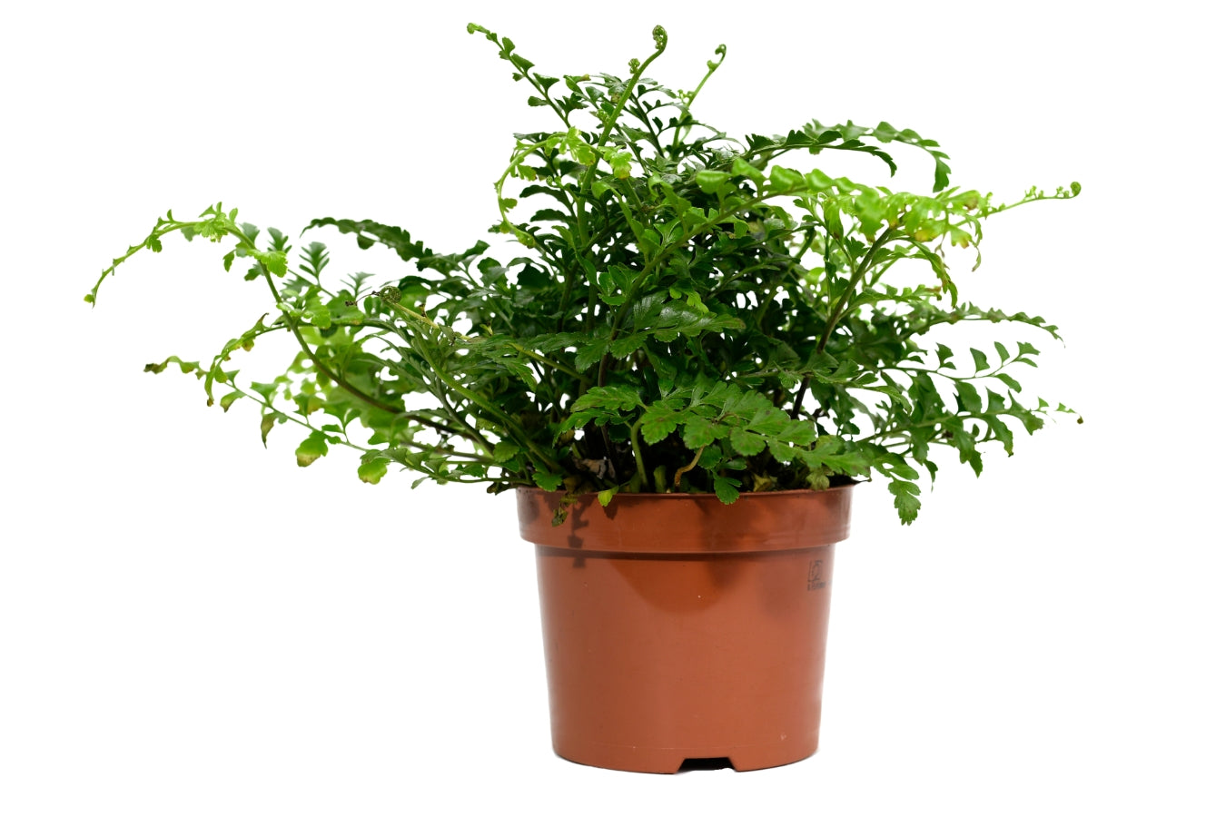 Ensemble de 4 plantes d'intérieur faciles d'entretien (1x Chlorophytum Variegatum, 1x Chamadorea Elegans, 1x Asplenium Parvati, 1x Ficus Kinky®) 30-45 cm