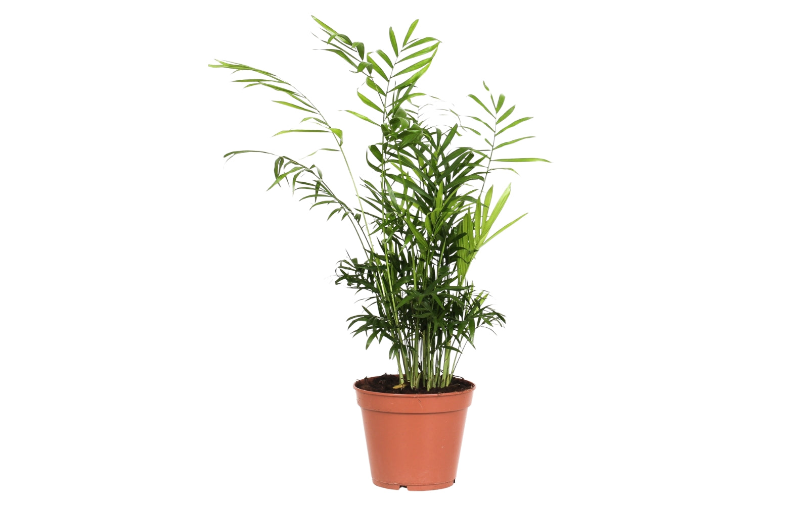 Ensemble de 4 plantes d'intérieur faciles d'entretien (1x Chlorophytum Variegatum, 1x Chamadorea Elegans, 1x Asplenium Parvati, 1x Ficus Kinky®) 30-45 cm
