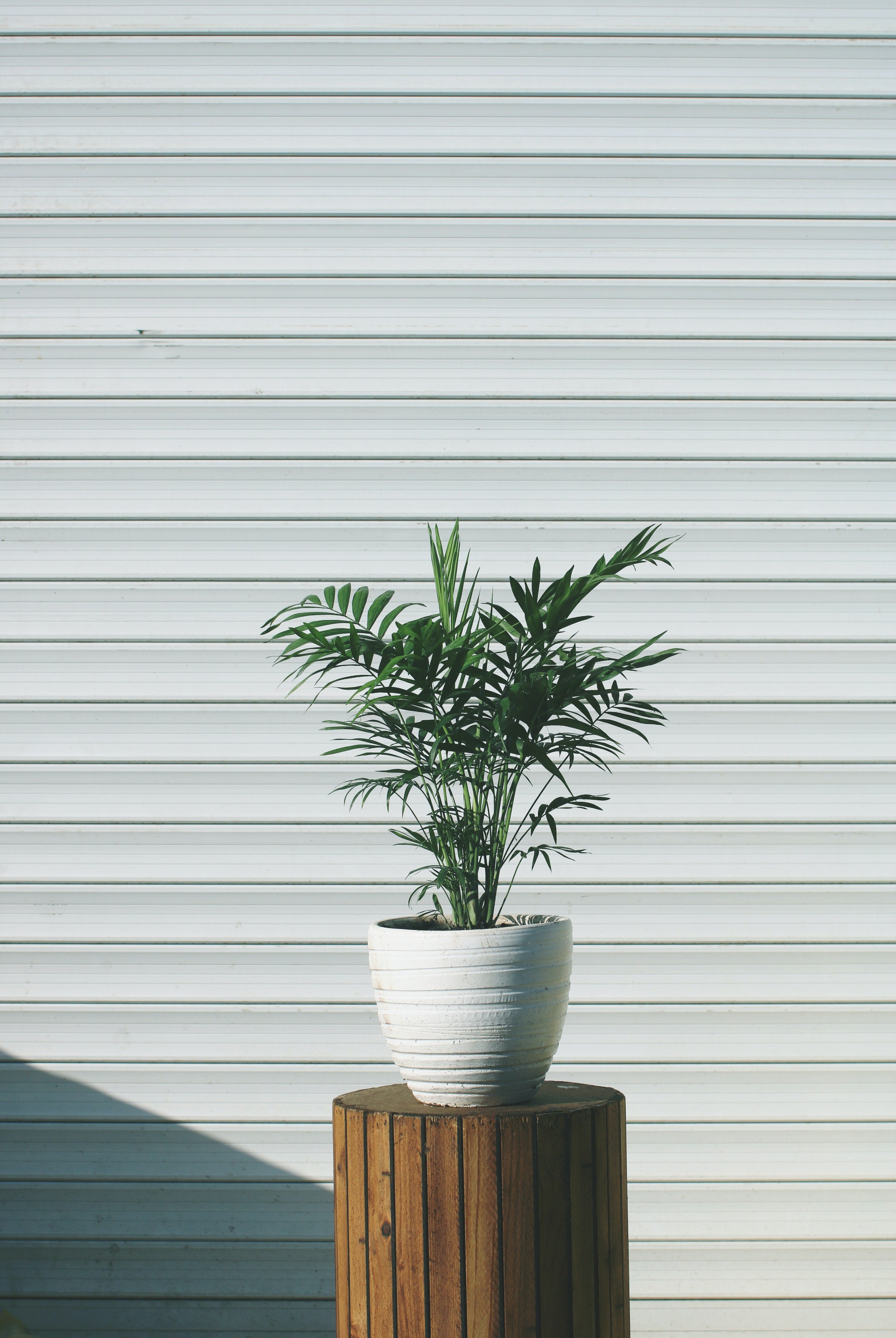 Ensemble de 4 plantes d'intérieur faciles d'entretien (1x Chlorophytum Variegatum, 1x Chamadorea Elegans, 1x Asplenium Parvati, 1x Ficus Kinky®) 30-45 cm