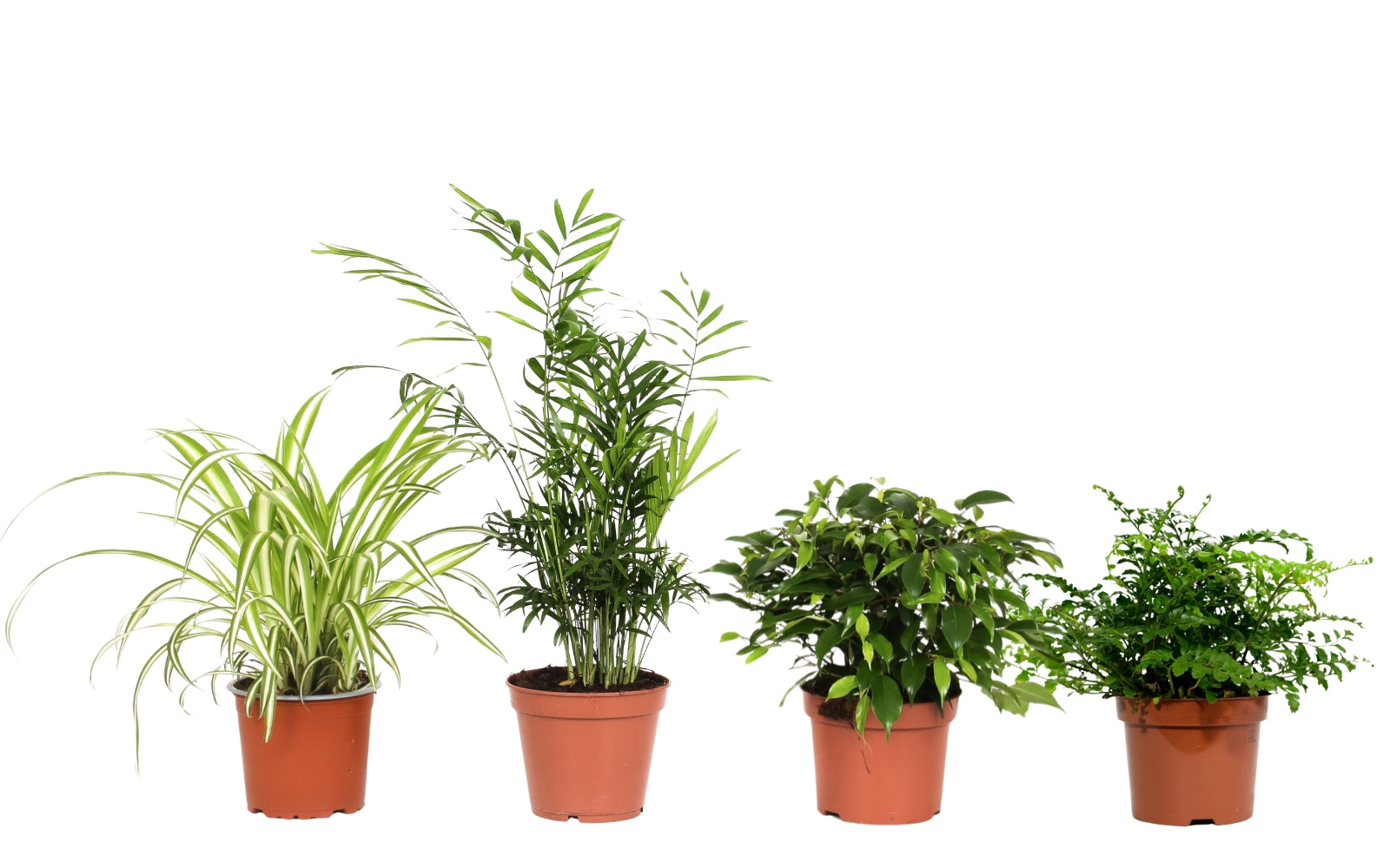 Ensemble de 4 plantes d'intérieur faciles d'entretien (1x Chlorophytum Variegatum, 1x Chamadorea Elegans, 1x Asplenium Parvati, 1x Ficus Kinky®) 30-45 cm