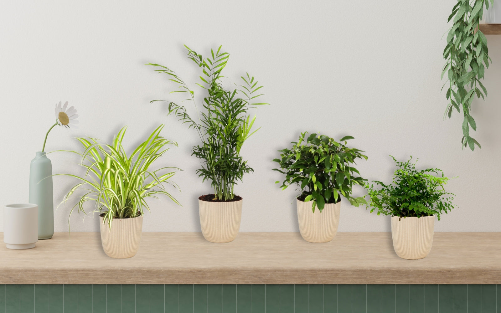 Ensemble de 4 plantes d'intérieur faciles d'entretien (1x Chlorophytum Variegatum, 1x Chamadorea Elegans, 1x Asplenium Parvati, 1x Ficus Kinky®) 30-45 cm
