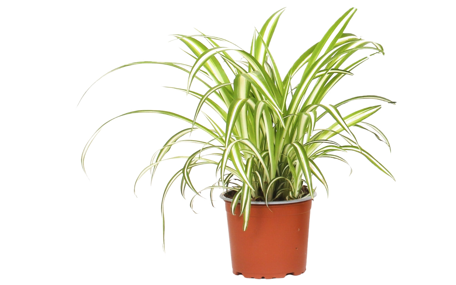 Ensemble de 4 plantes d'intérieur faciles d'entretien (1x Chlorophytum Variegatum, 1x Chamadorea Elegans, 1x Asplenium Parvati, 1x Ficus Kinky®) 30-45 cm