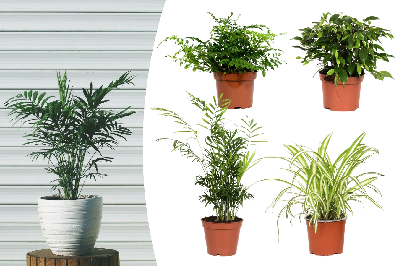 Ensemble de 4 plantes d'intérieur faciles d'entretien (1x Chlorophytum Variegatum, 1x Chamadorea Elegans, 1x Asplenium Parvati, 1x Ficus Kinky®) 30-45 cm