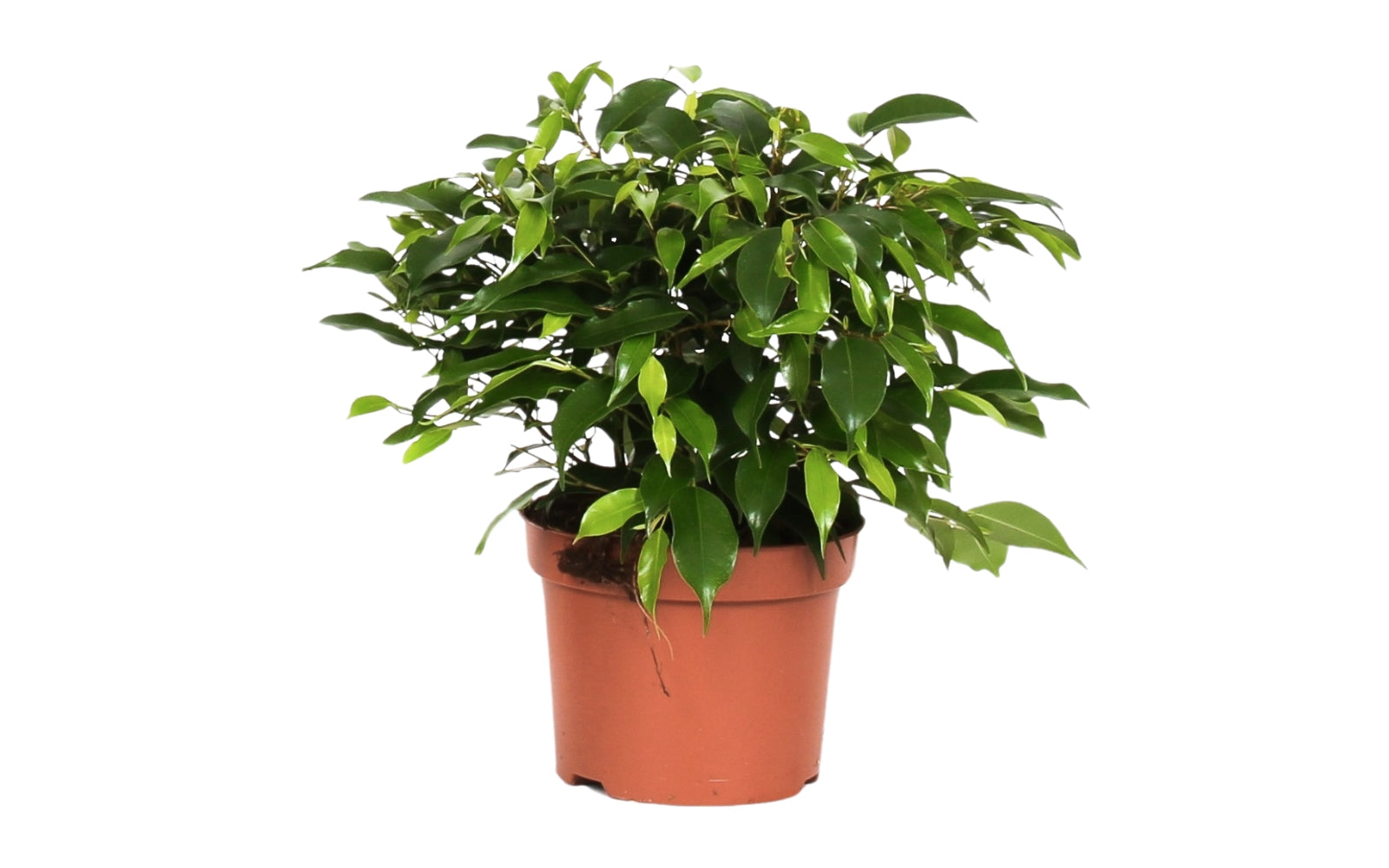 Ensemble de 4 plantes d'intérieur faciles d'entretien (1x Chlorophytum Variegatum, 1x Chamadorea Elegans, 1x Asplenium Parvati, 1x Ficus Kinky®) 30-45 cm