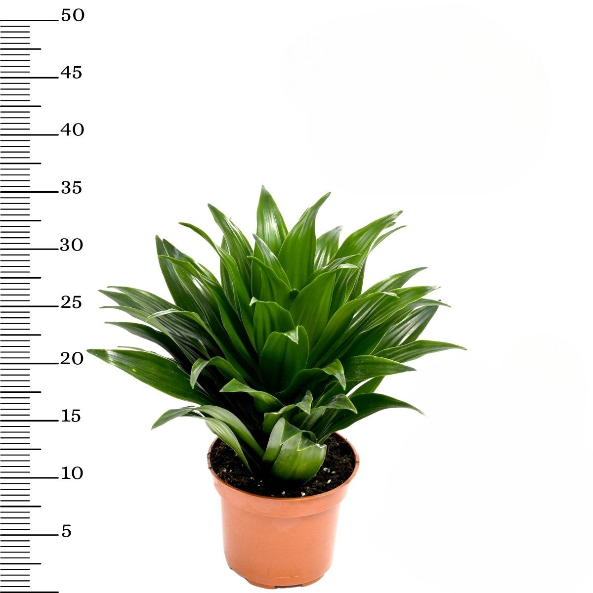 Lot de 4 Dragonniers (2x Dracaena 'Lemon Lime', 2x Dracaena 'Compacta') 25-35 cm