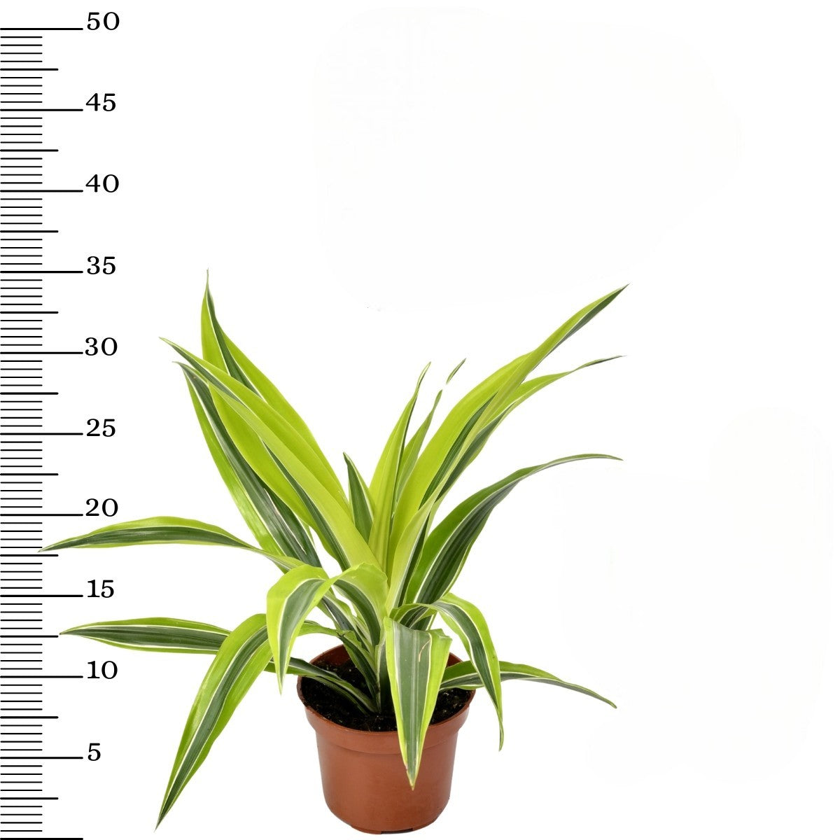 Lot de 4 Dragonniers (2x Dracaena 'Lemon Lime', 2x Dracaena 'Compacta') 25-35 cm