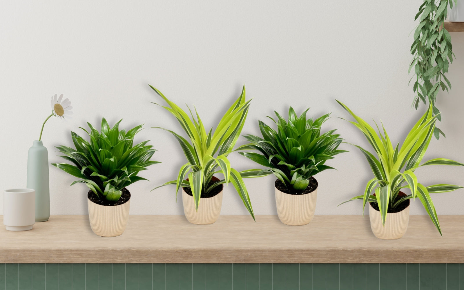 Lot de 4 Dragonniers (2x Dracaena 'Lemon Lime', 2x Dracaena 'Compacta') 25-35 cm