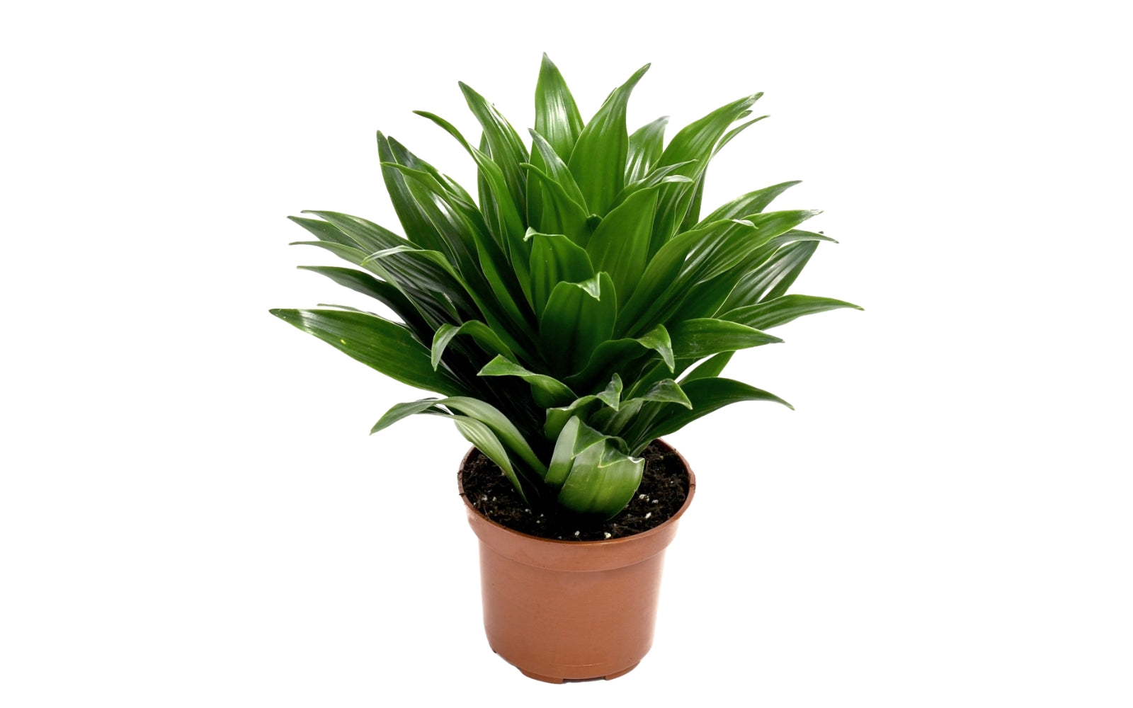Lot de 4 Dragonniers (2x Dracaena 'Lemon Lime', 2x Dracaena 'Compacta') 25-35 cm