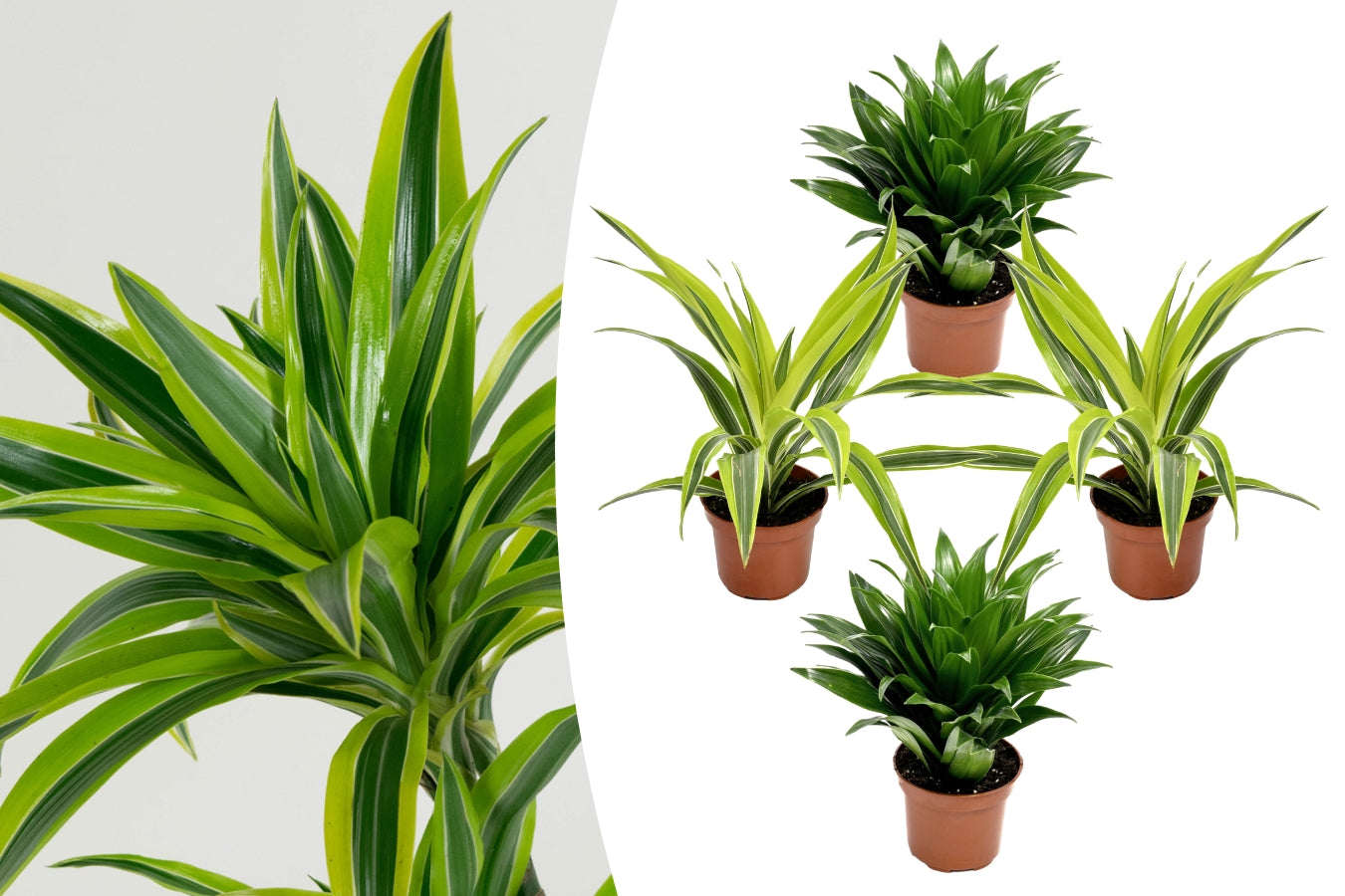 Lot de 4 Dragonniers (2x Dracaena 'Lemon Lime', 2x Dracaena 'Compacta') 25-35 cm