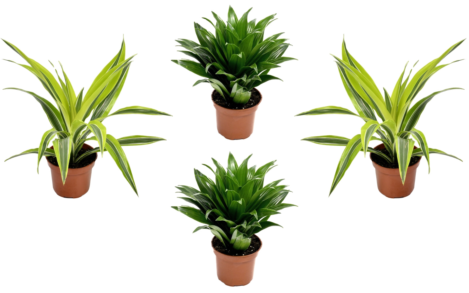 Lot de 4 Dragonniers (2x Dracaena 'Lemon Lime', 2x Dracaena 'Compacta') 25-35 cm