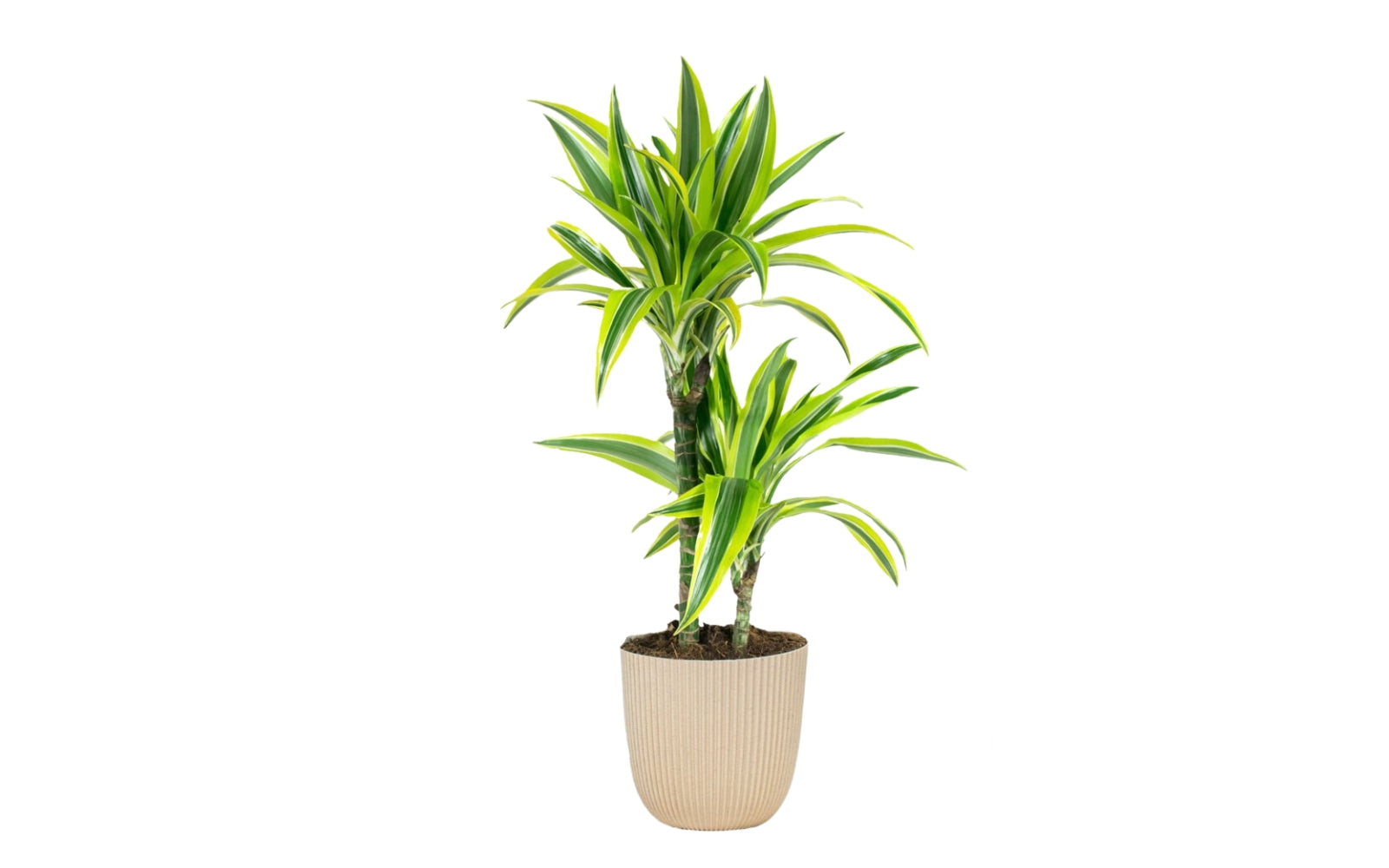 Lot de 4 Dragonniers (2x Dracaena 'Lemon Lime', 2x Dracaena 'Compacta') 25-35 cm