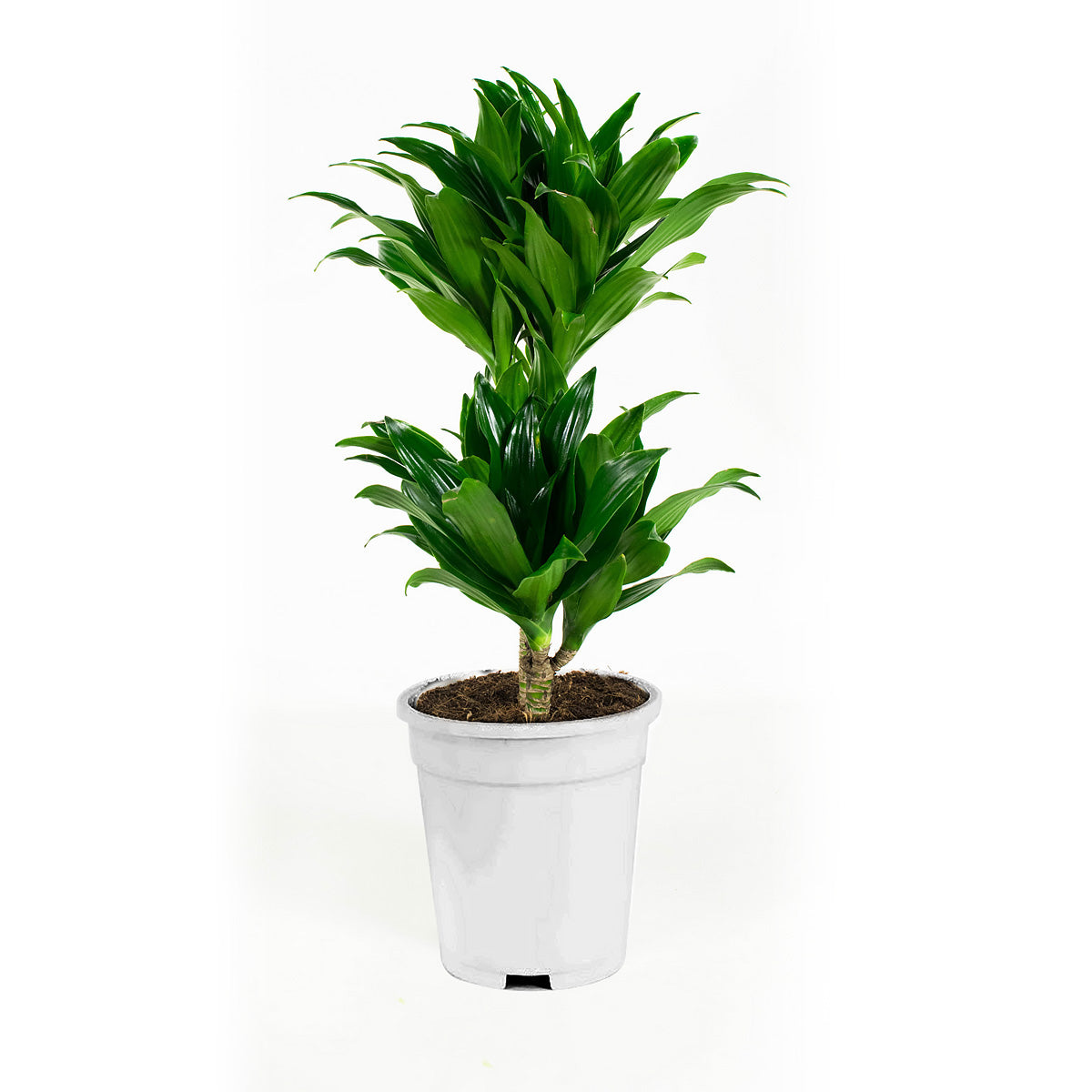Lot de 4 Dragonniers (2x Dracaena 'Lemon Lime', 2x Dracaena 'Compacta') 25-35 cm