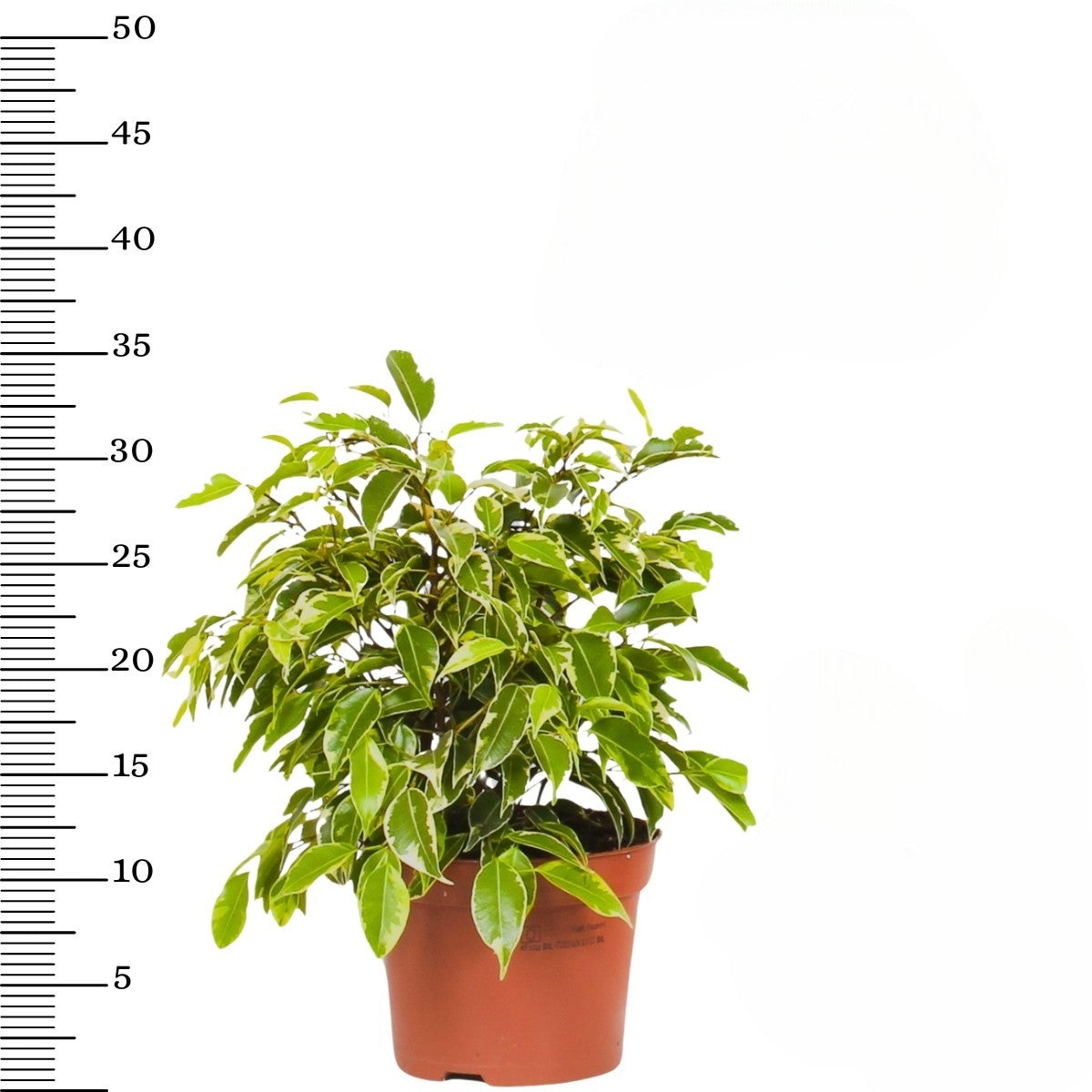 Set de 3 plantes d'intérieur Ficus benjamina (1x Ficus benjamina 'Green Kinky'®, 1x Ficus benjamina 'Kinky®', 1x Ficus benjamina 'Natasja') 25-35 cm