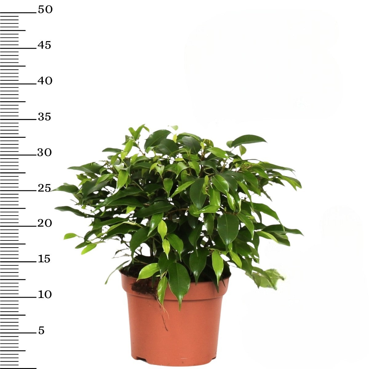 Set de 3 plantes d'intérieur Ficus benjamina (1x Ficus benjamina 'Green Kinky'®, 1x Ficus benjamina 'Kinky®', 1x Ficus benjamina 'Natasja') 25-35 cm
