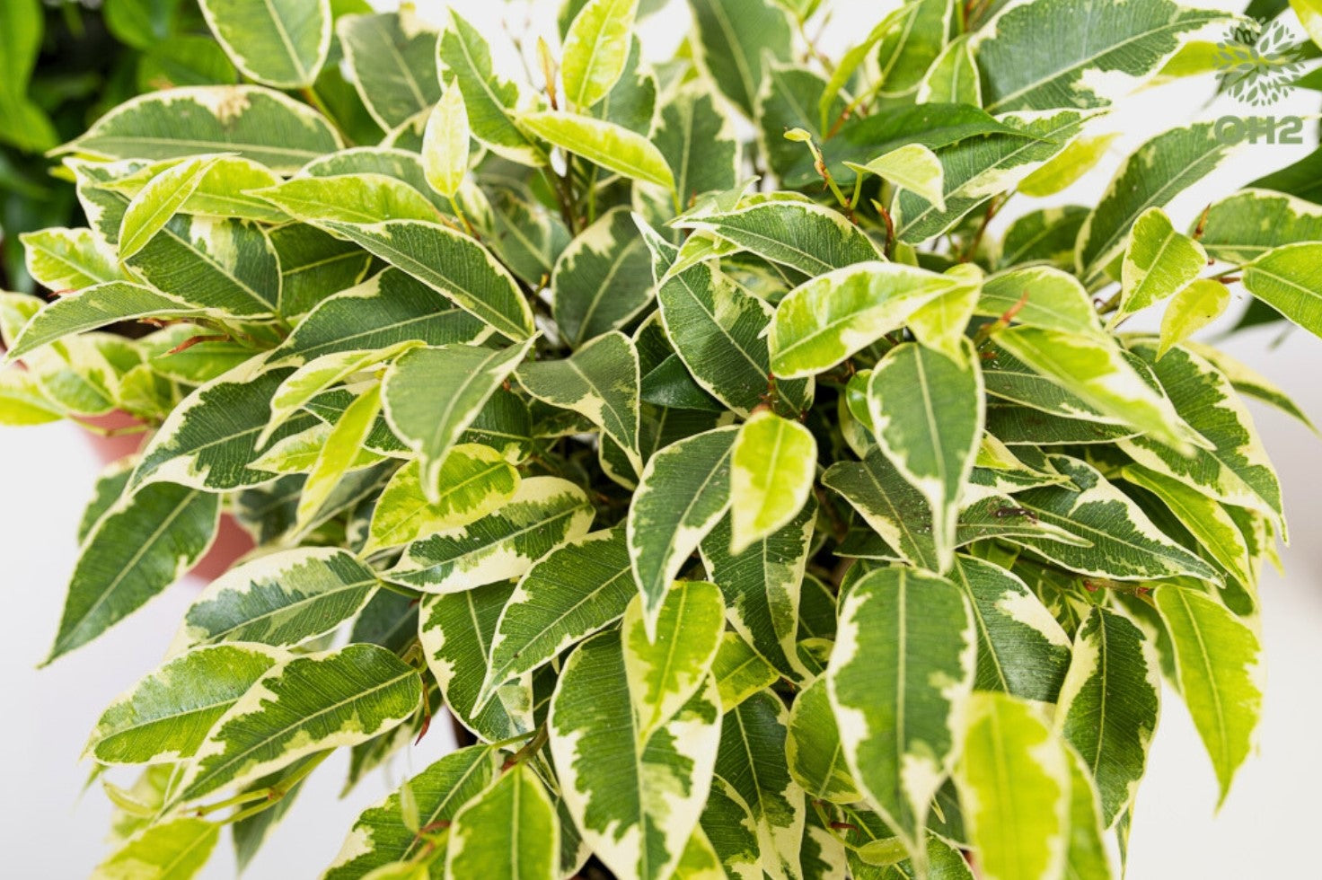 Set de 3 plantes d'intérieur Ficus benjamina (1x Ficus benjamina 'Green Kinky'®, 1x Ficus benjamina 'Kinky®', 1x Ficus benjamina 'Natasja') 25-35 cm
