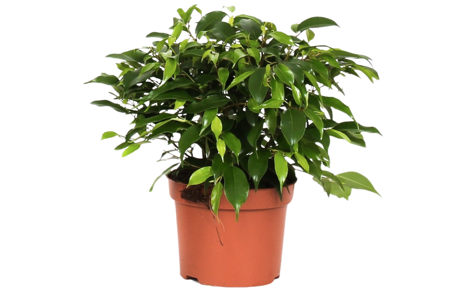Set de 3 plantes d'intérieur Ficus benjamina (1x Ficus benjamina 'Green Kinky'®, 1x Ficus benjamina 'Kinky®', 1x Ficus benjamina 'Natasja') 25-35 cm