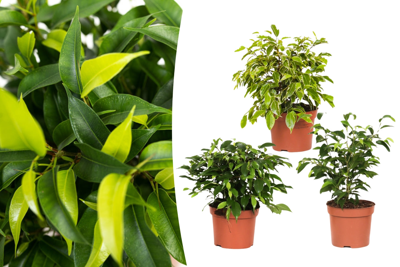 Set de 3 plantes d'intérieur Ficus benjamina (1x Ficus benjamina 'Green Kinky'®, 1x Ficus benjamina 'Kinky®', 1x Ficus benjamina 'Natasja') 25-35 cm