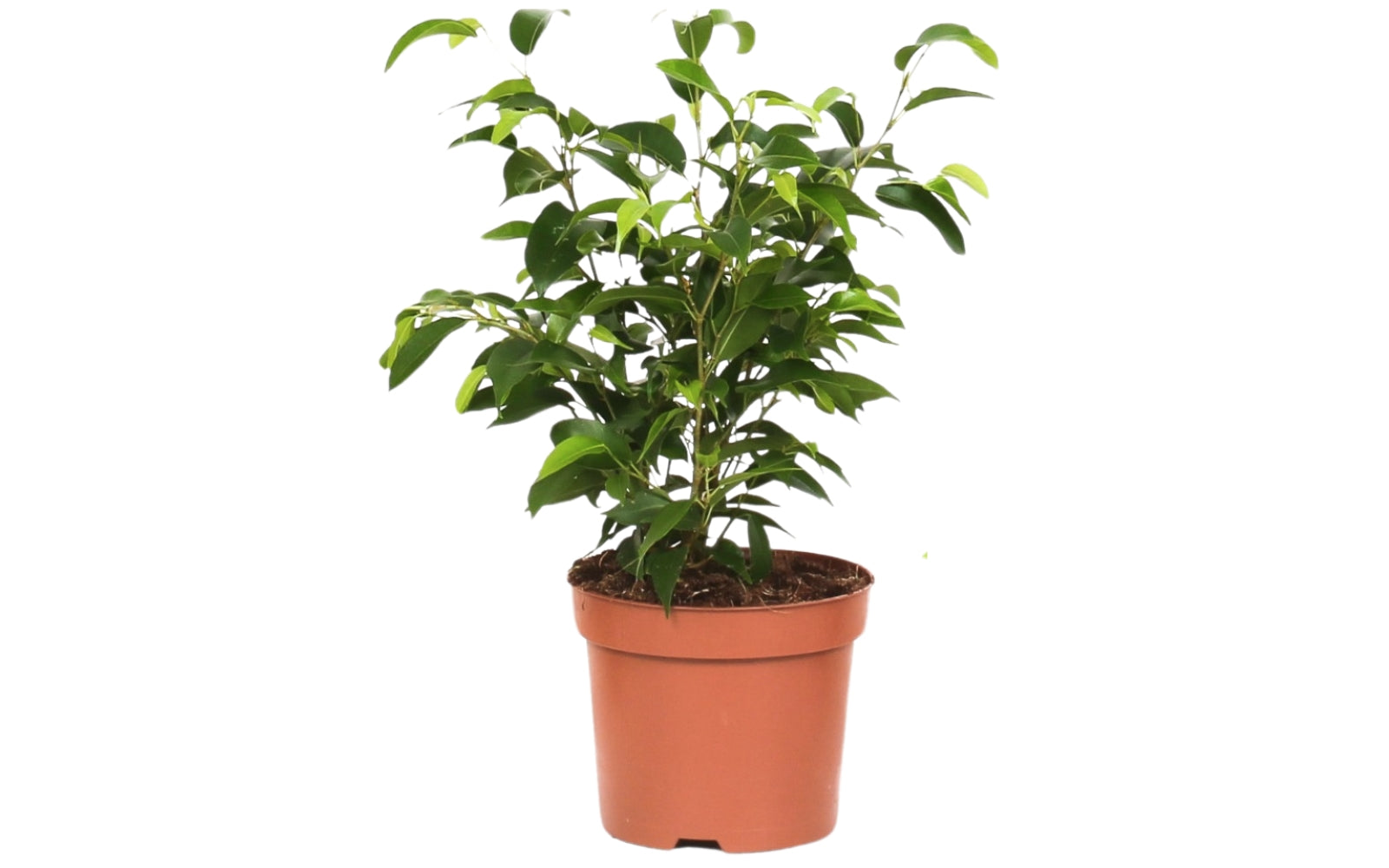 Set de 3 plantes d'intérieur Ficus benjamina (1x Ficus benjamina 'Green Kinky'®, 1x Ficus benjamina 'Kinky®', 1x Ficus benjamina 'Natasja') 25-35 cm