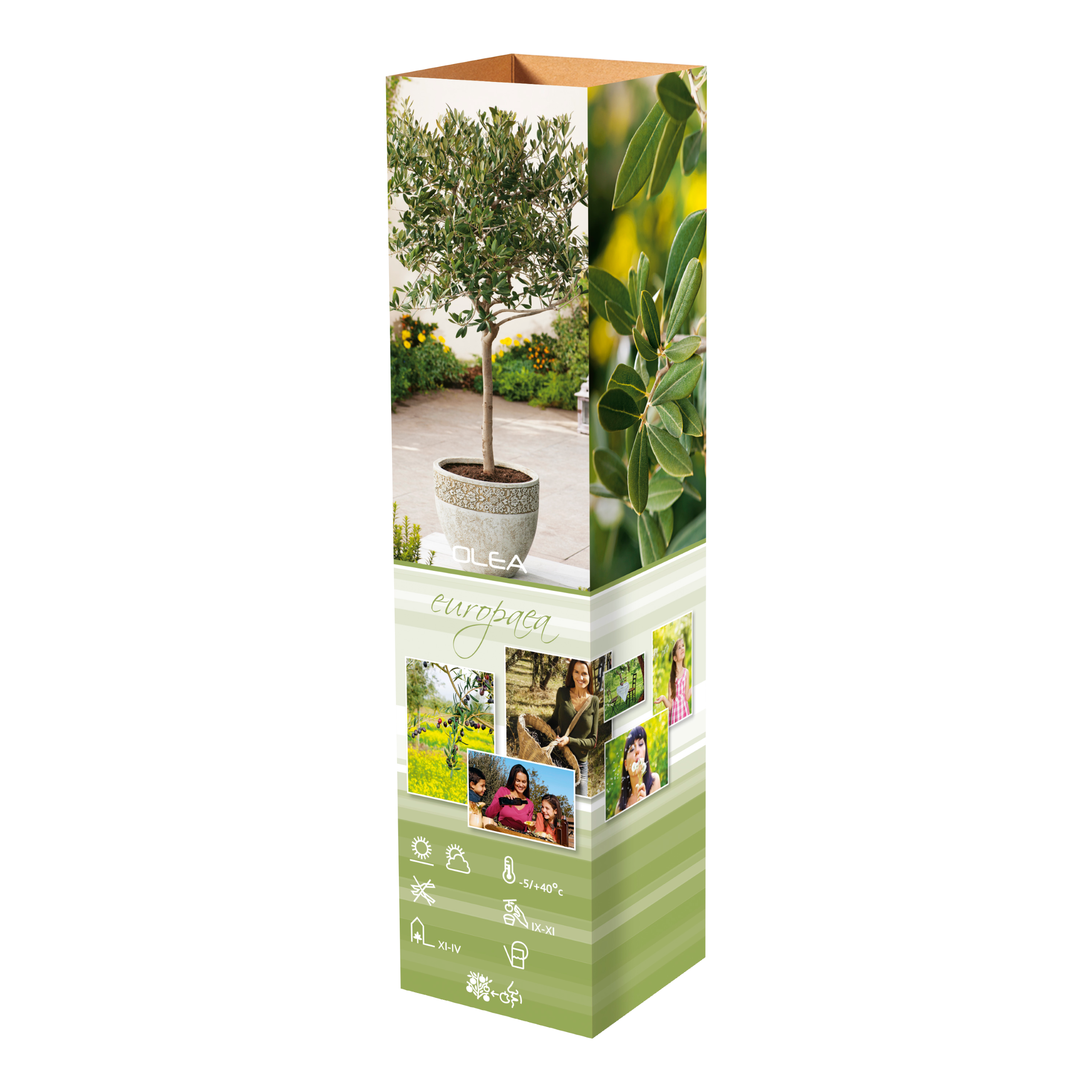 Lot de 8 plants d'olivier - 25-38 cm