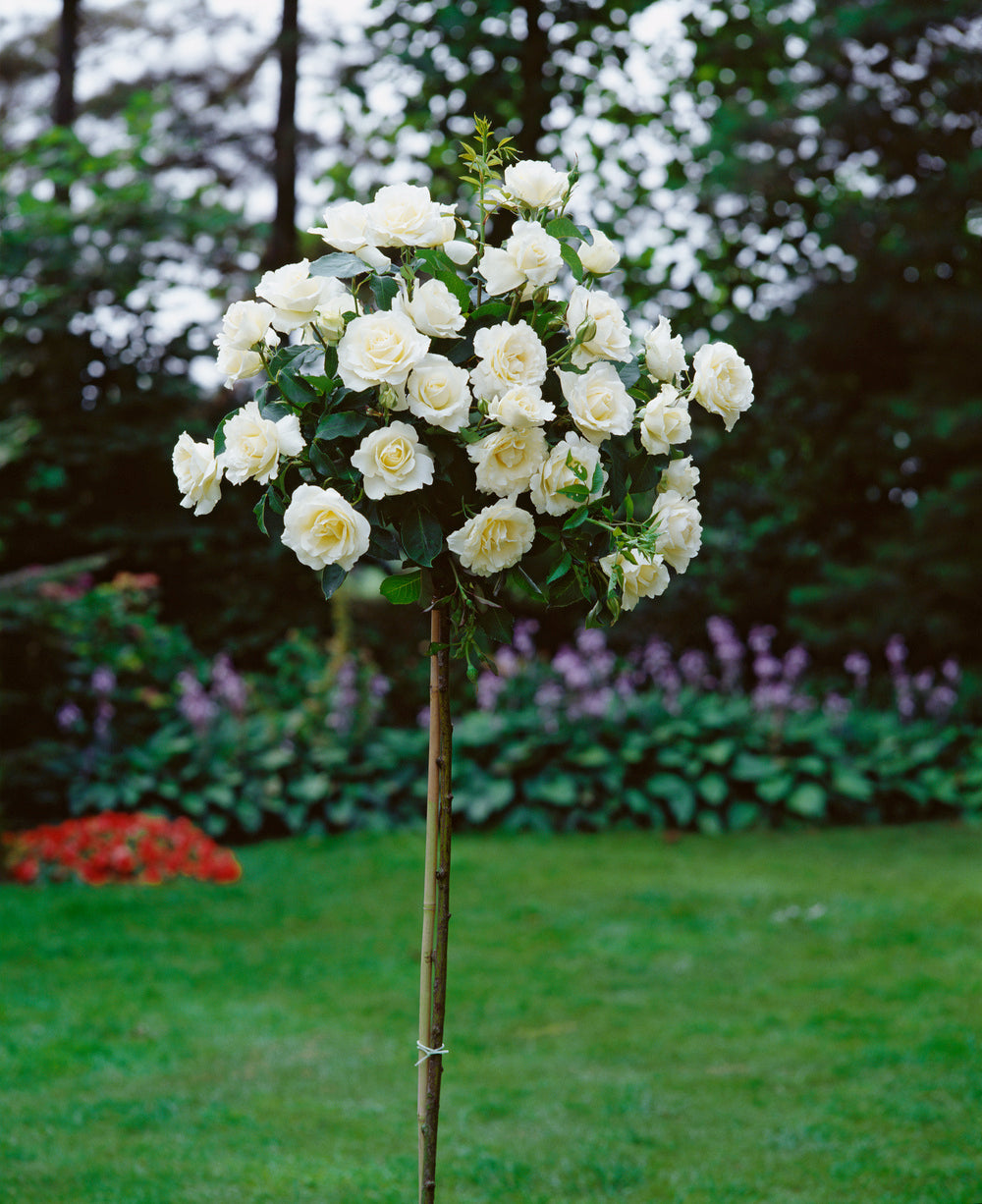 Lot de 5 mini rosiers : 1 blanc, 1 rouge, 1 jaune, 1 rose, 1 jaune/rouge - 55-70 cm