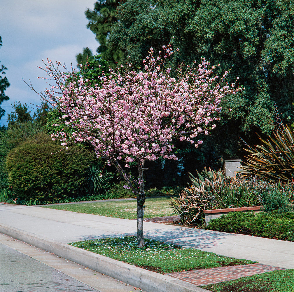 Lot de 2 amandiers (Prunus Triloba) XXL 140–160 cm