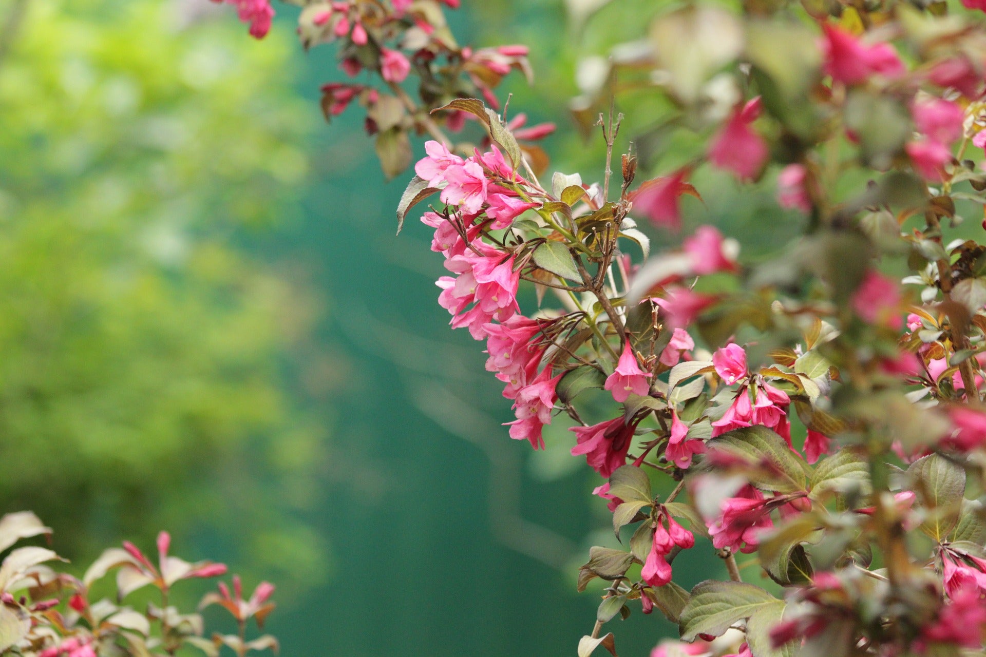 Lot de 4 arbustes d'ornement XL : 1 Hibiscus, 1 Weigelia, 1 Deutzia, 1 Forsythia - 30-38 cm