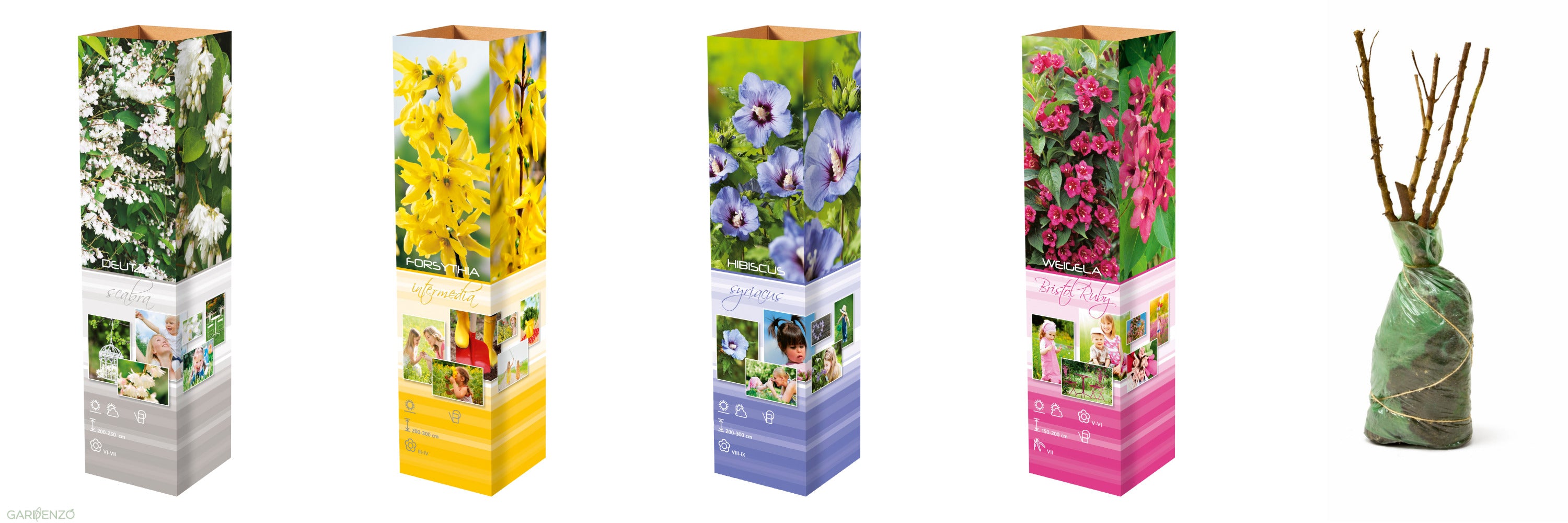 Lot de 4 arbustes d'ornement XL : 1 Hibiscus, 1 Weigelia, 1 Deutzia, 1 Forsythia - 30-38 cm