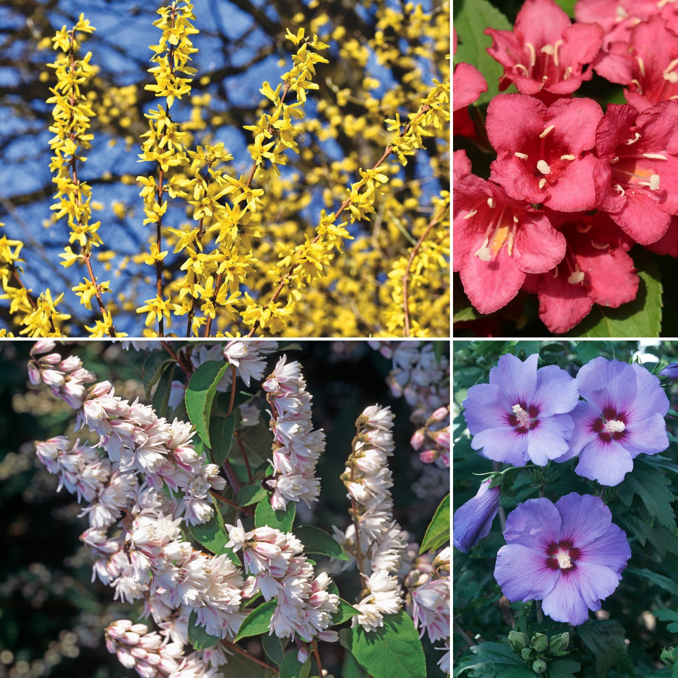 Lot de 4 arbustes d'ornement XL : 1 Hibiscus, 1 Weigelia, 1 Deutzia, 1 Forsythia - 30-38 cm