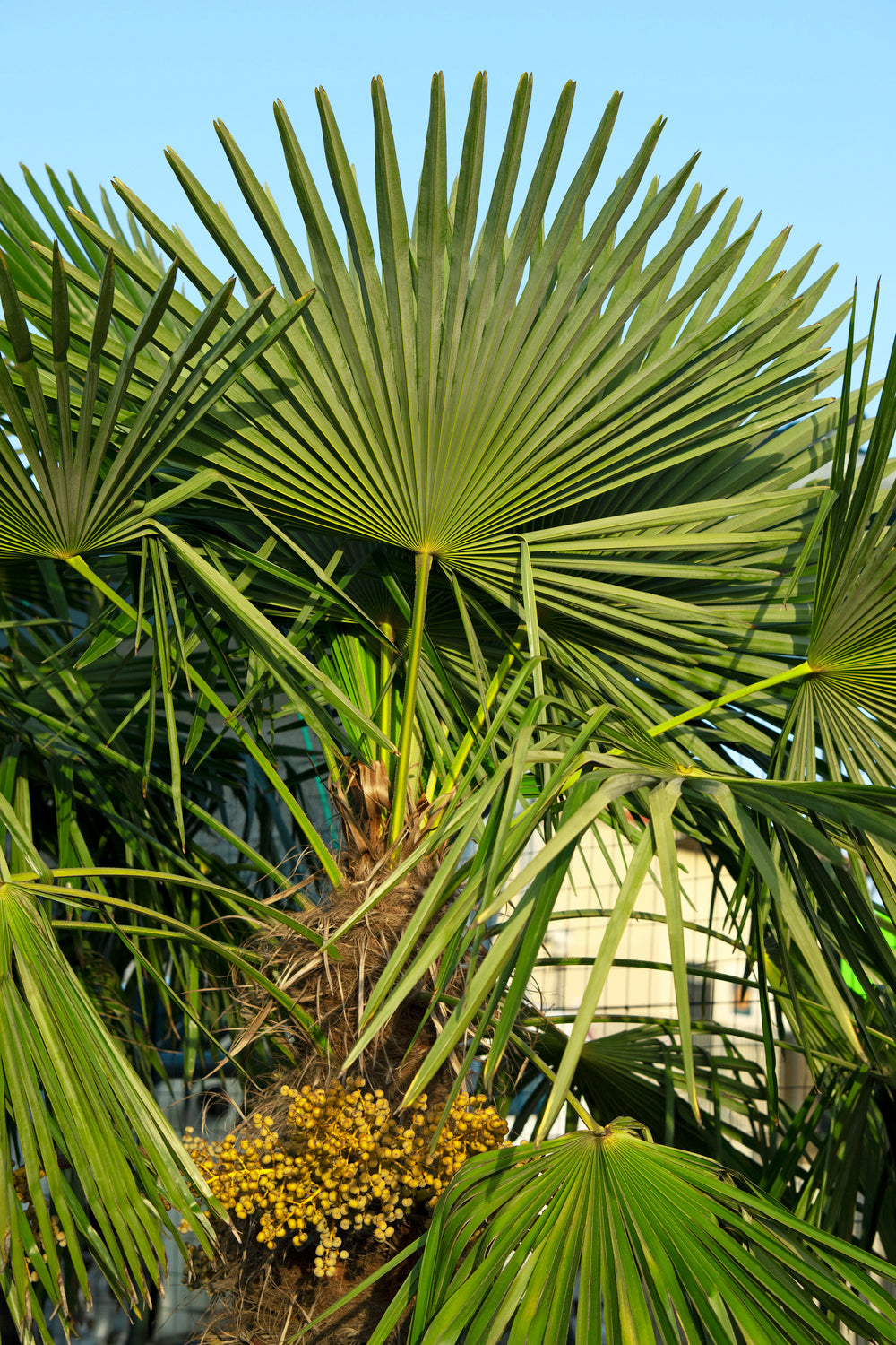 Lot de 2 palmiers nains européens (Chamaerops humilis) - Moyen 50-70 cm