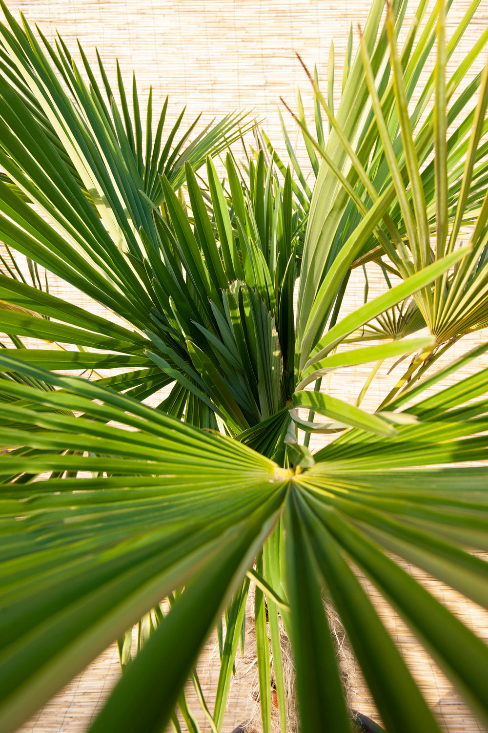 Lot de 2 palmiers nains européens (Chamaerops humilis) - Moyen 50-70 cm