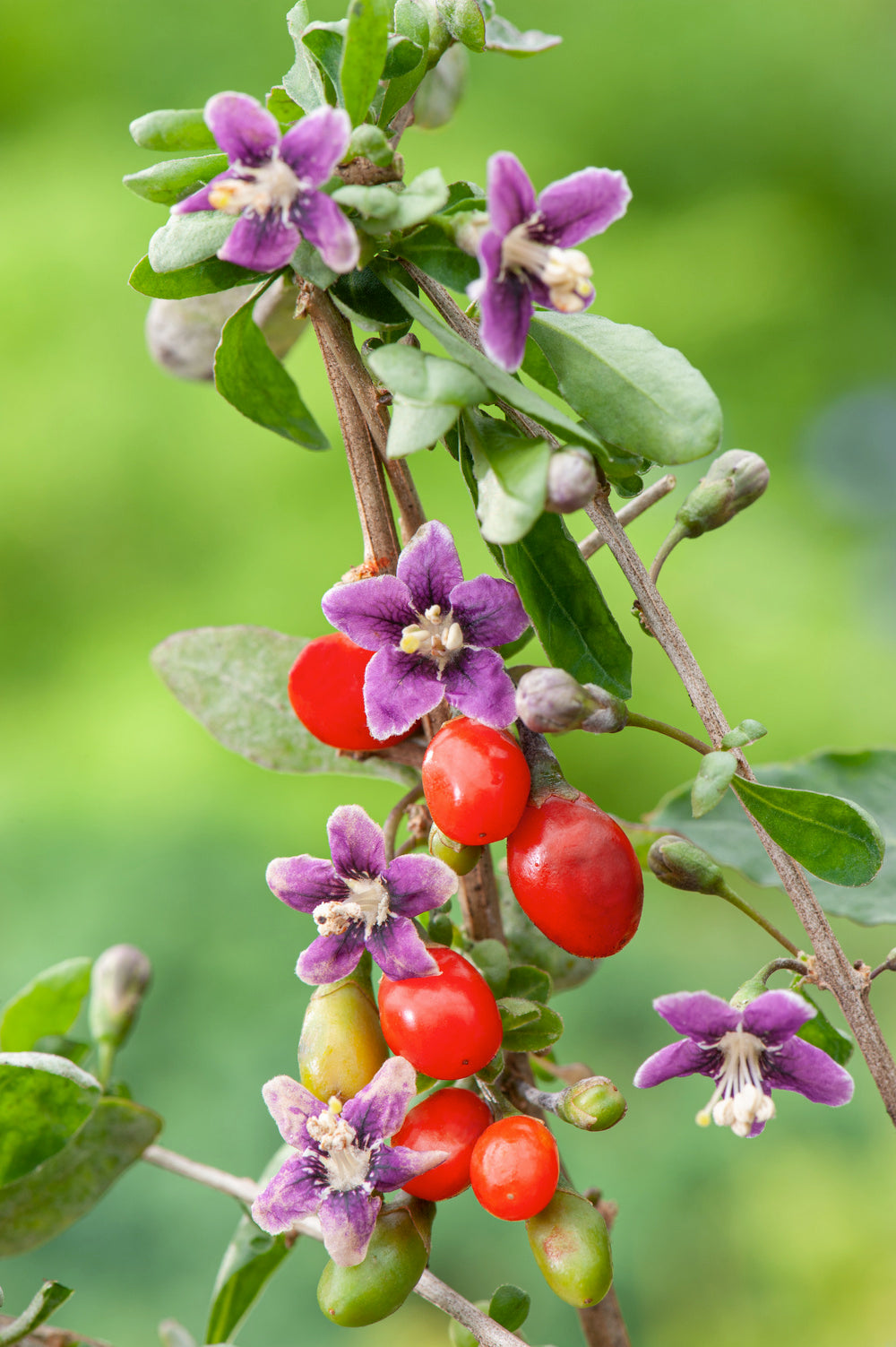 Lot de 4 plantes vitaminées 30–38 cm - 1 baie de Goji, 1 Honeyberry, 1 myrtille, 1 grenade