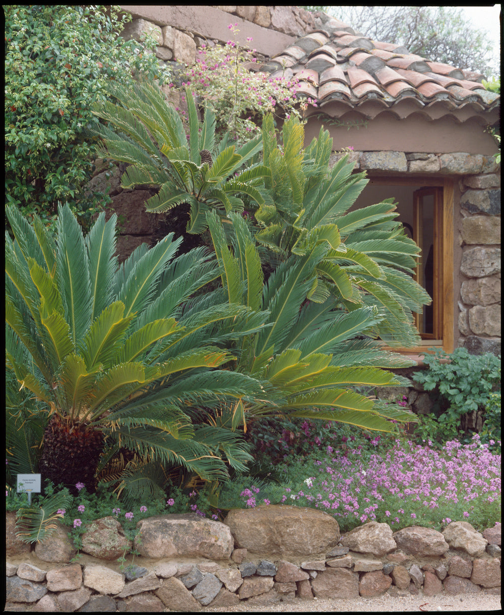 2 palmiers Cycas du Japon - Grands (60-70 cm)