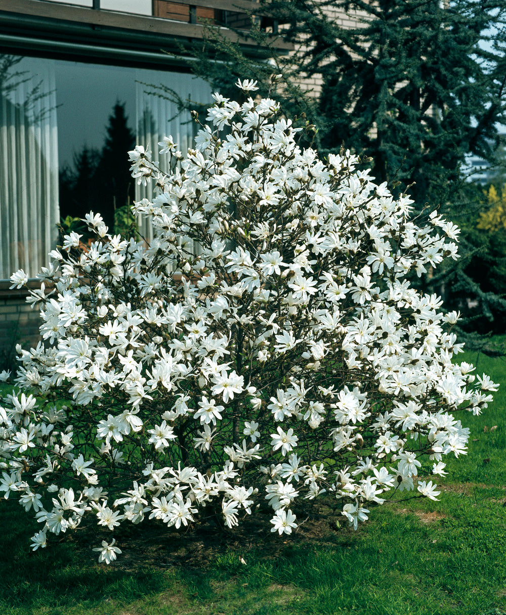 Lot de 3 magnolias Stellata - 30-38 cm