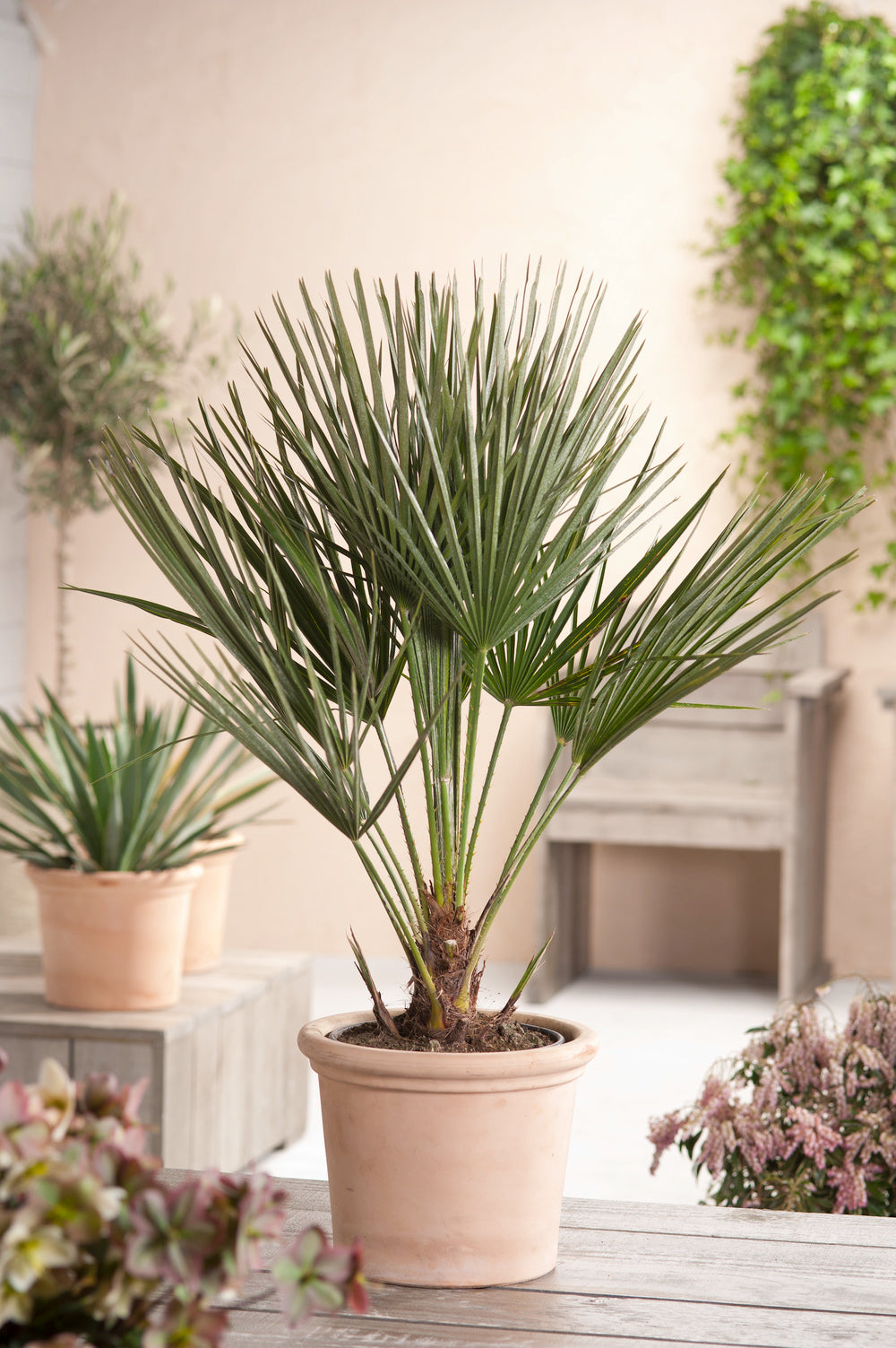 Lot de 2 palmiers nains européens (Chamaerops humilis) - Moyen 50-70 cm