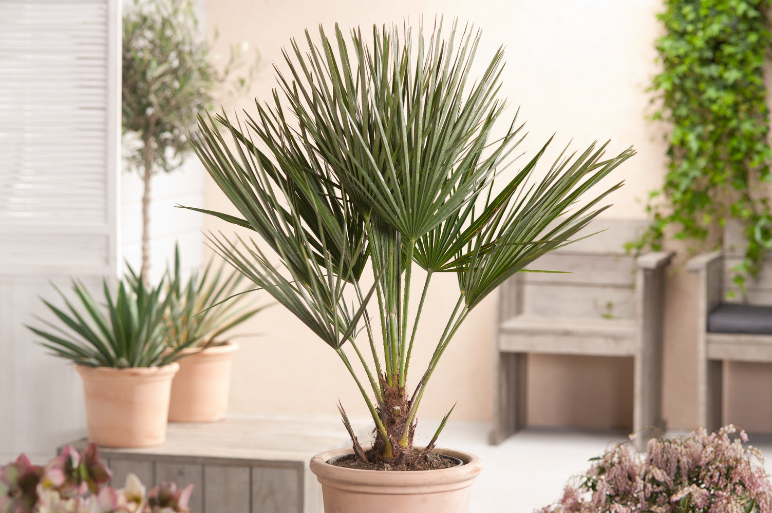 Palmier nain européen (Chamaerops humilis) - Moyen 50–70 cm