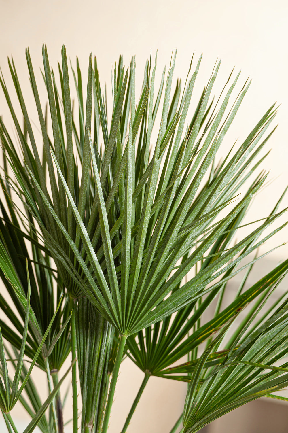 Lot de 2 palmiers nains européens (Chamaerops humilis) - Moyen 50-70 cm