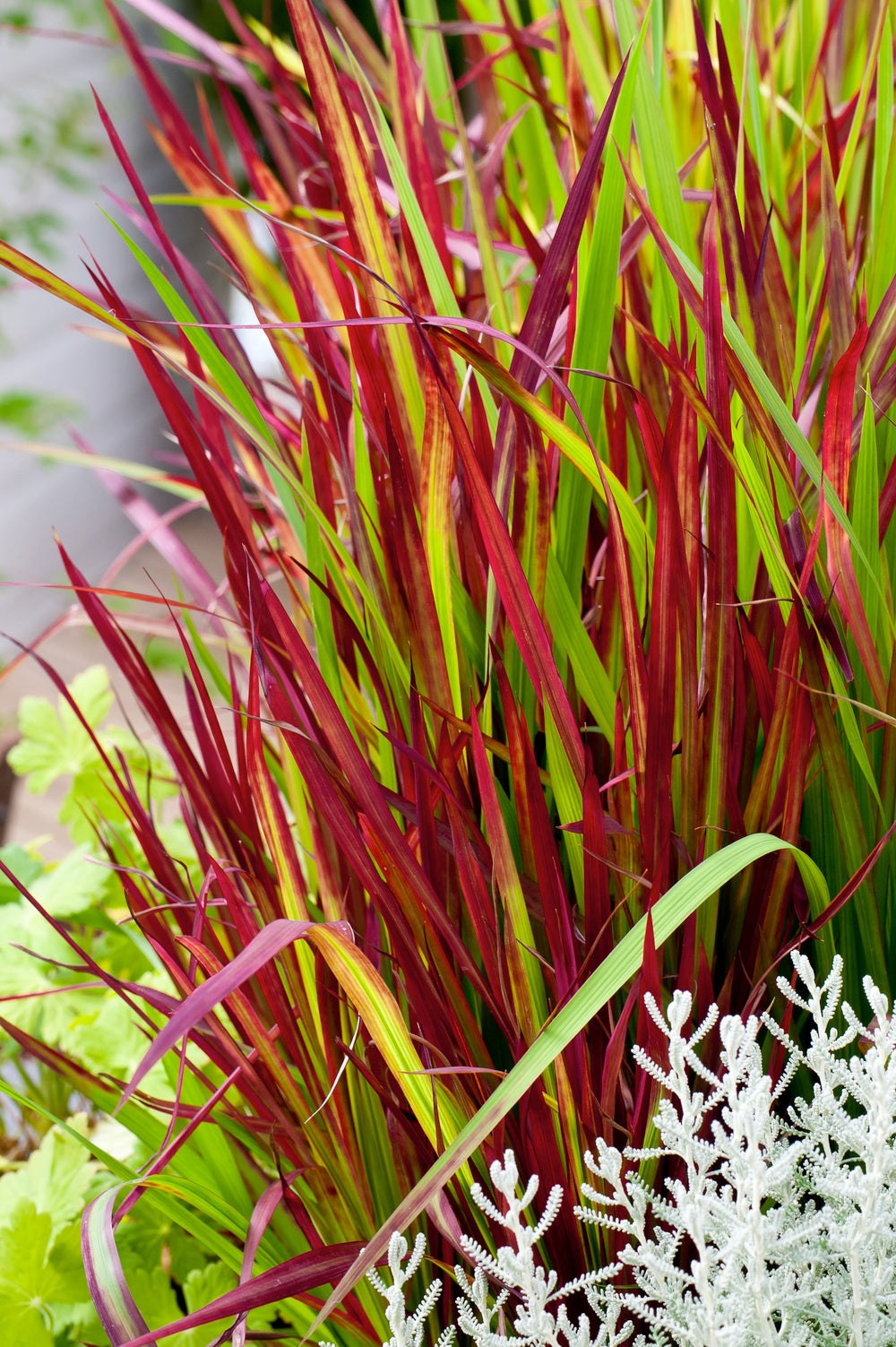 Lot de 8 graminées : 2 Stipa, 2 Pennisetum, 2 Imperata, 2 Festuca - 20-38 cm